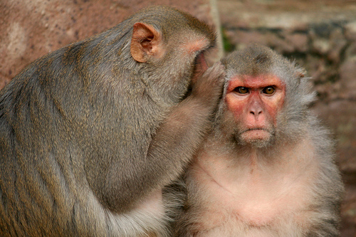 two monkeys telling secrets
