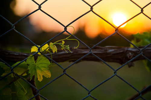 a vine growing on a fence