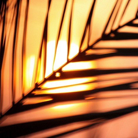 (palm in the sun) "Approaching Jerusalem: Palm Sunday" by Drew Downs