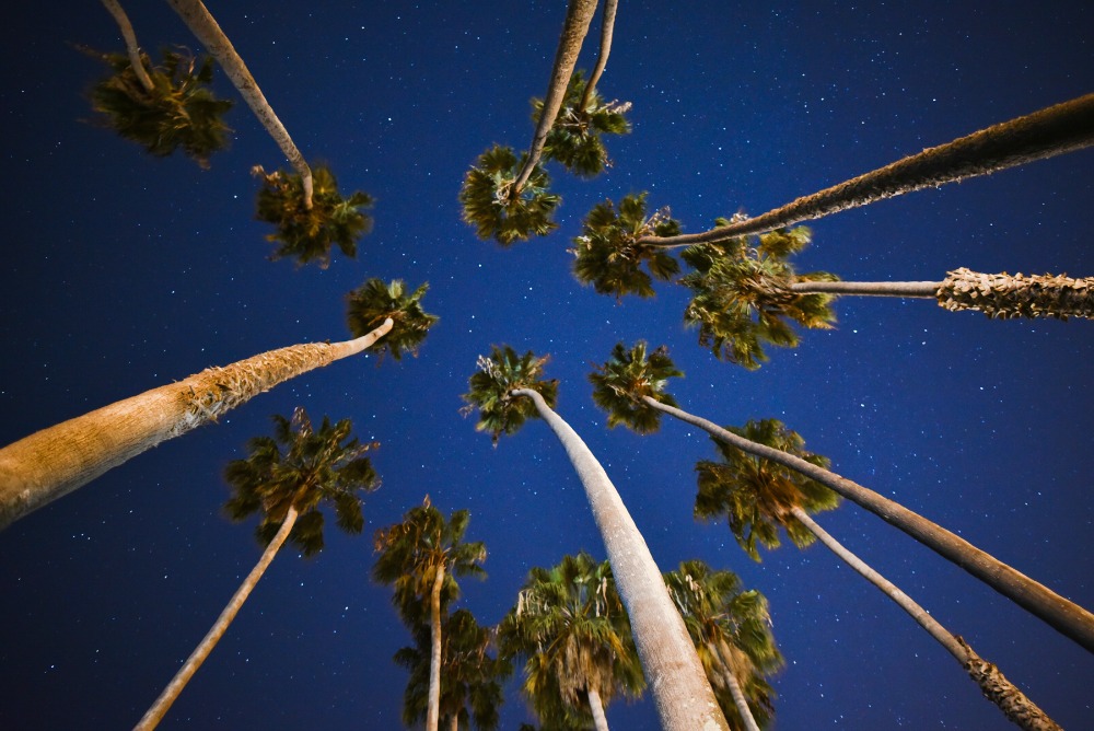 (Palm Trees) "One Week: Finding Jesus in our approach to Holy Week" by Drew Downs