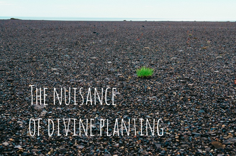 The nuisance of divine planting