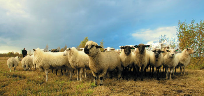 a flock of sheep