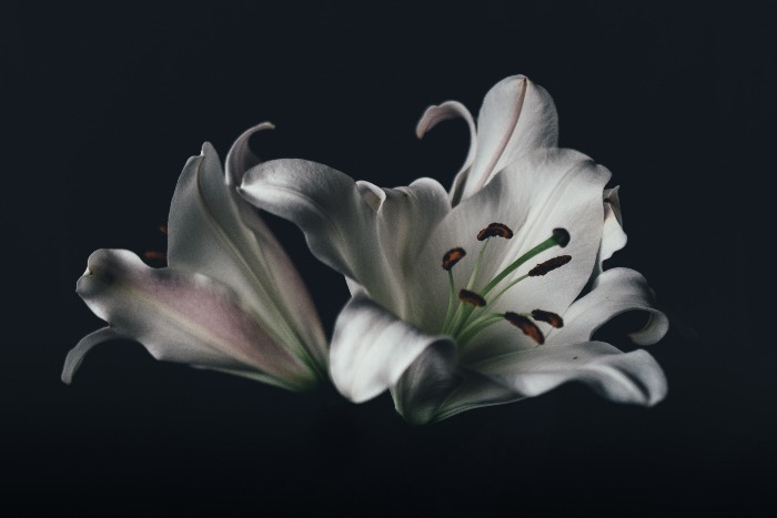 "No Act of Faith" - photo of two Lillies surrounded by dark