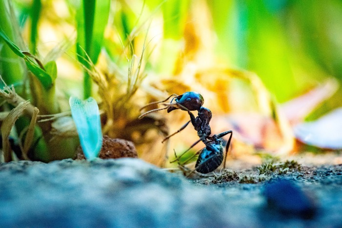 "size" - a photo of an ant up close, to see its world