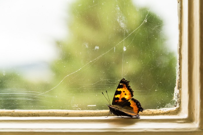 "Trapped" - a photo of a butterfly on a window sill.