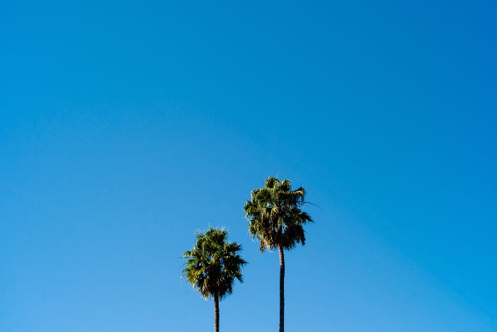 "Zacchaeus (Proper 26C)" - a photo of two palm trees, one shorter than the other