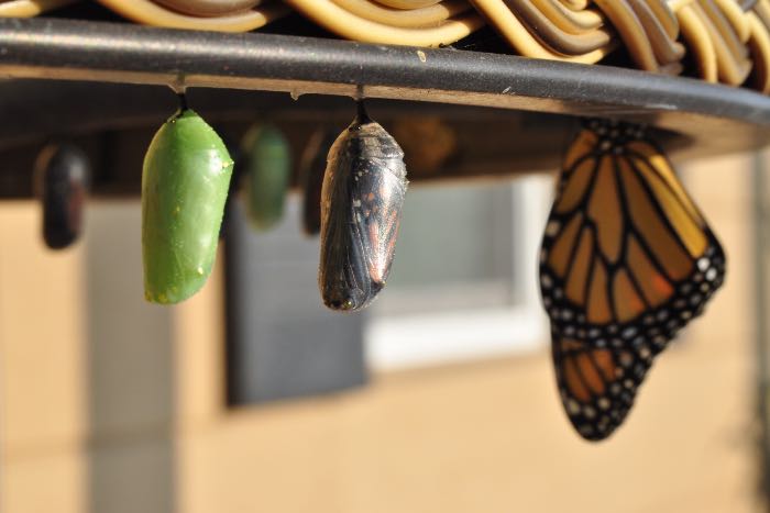 "These particular children of Abraham" - a photo of several chrysalises with a butterfly next to one.