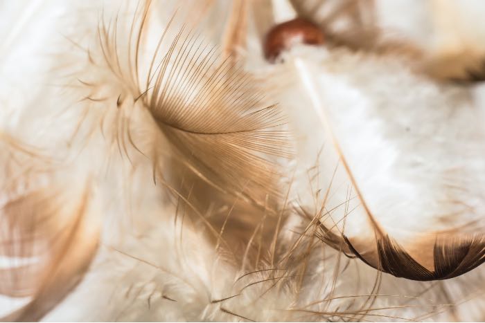 "Angels & encountering the divine" - a photo of feathers