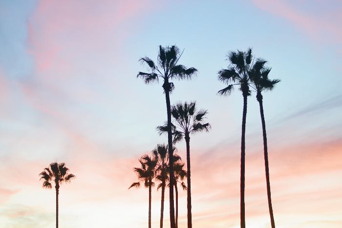 a photo of tall palm trees before a sunsetting sky.