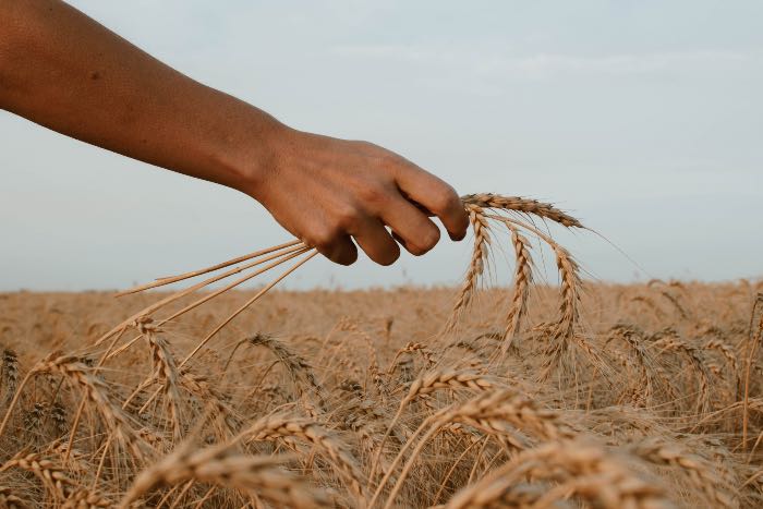 a photo of a hand holding several heads of grain in a wheat field.