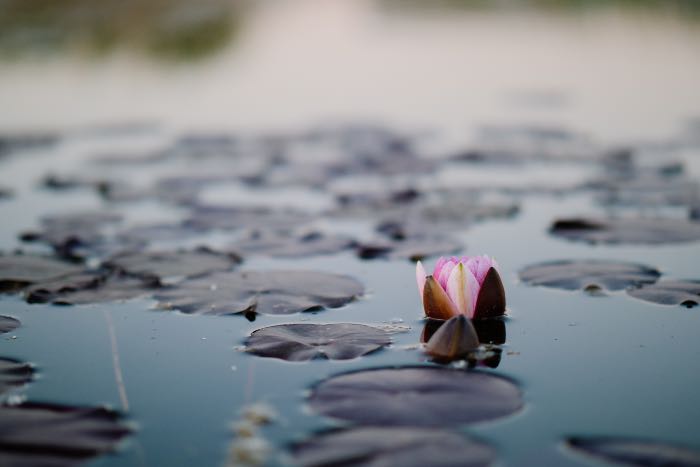 a photo of lily pads on a pond, with a single flower beginning to bloom.