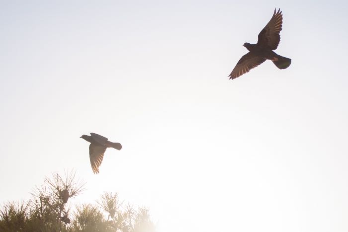 a photo of two doves flying