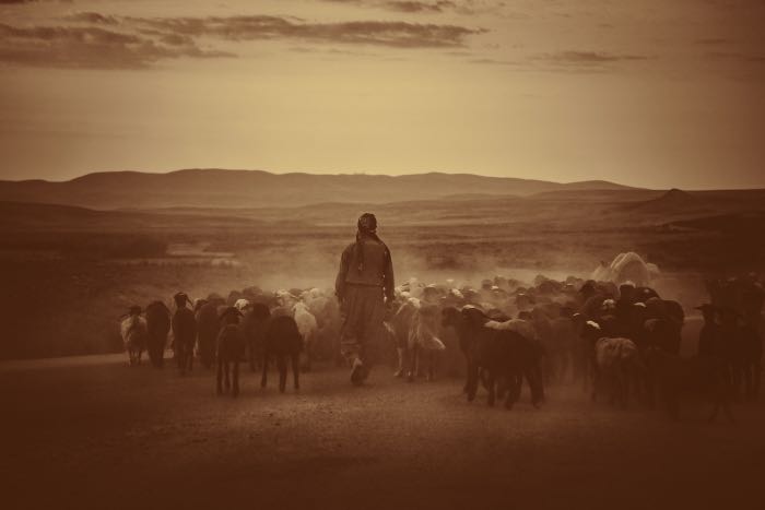 a photo of a shepherd with sheep
