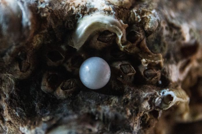 a photo of a pearl