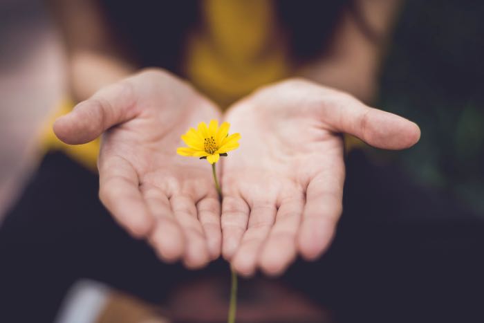 a photo of a person's hands, offering up a wildflower