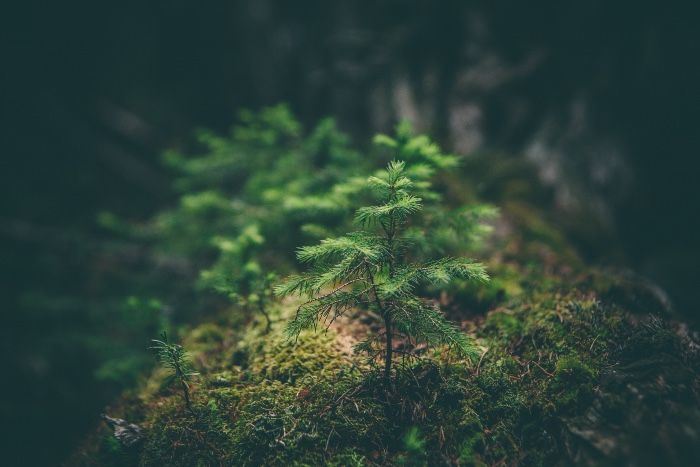 a photo of an evergreen sprouted from the forest floor