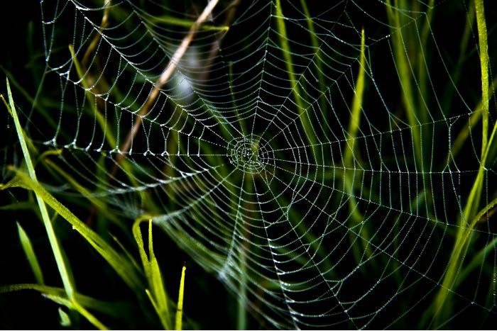 a photo of a spiderweb