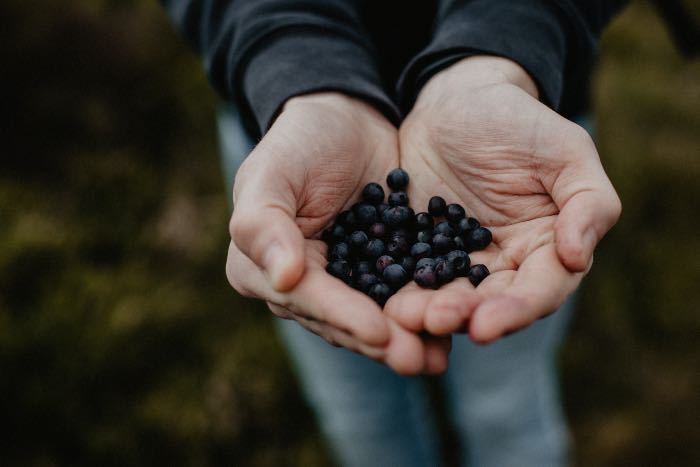 a photo of a person holding berries out to us