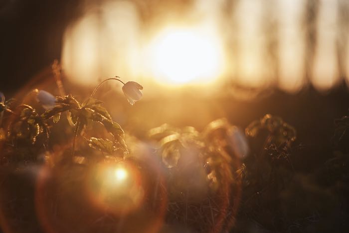 a photo of the sun's light over drooping plants