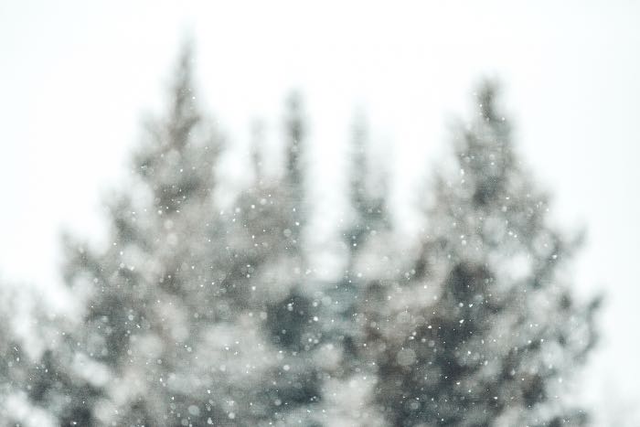 a photo (out of focus) of evergreen trees in the light snow