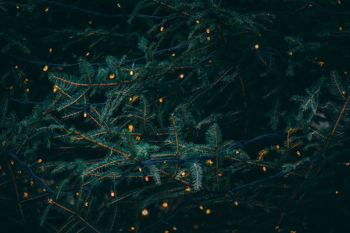 a photo of a close up of a Christmas tree, strung with lights.