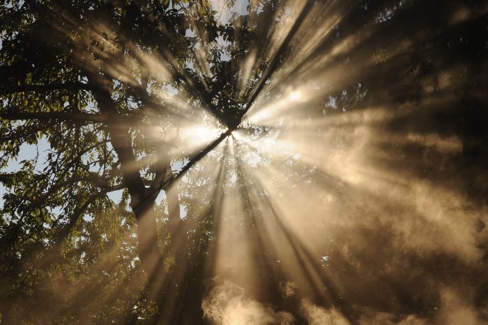 a photo of light filtering through treetops