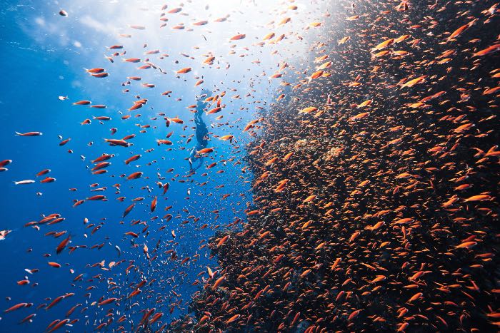 a photo of a person diving in the ocean amid hundreds of fish