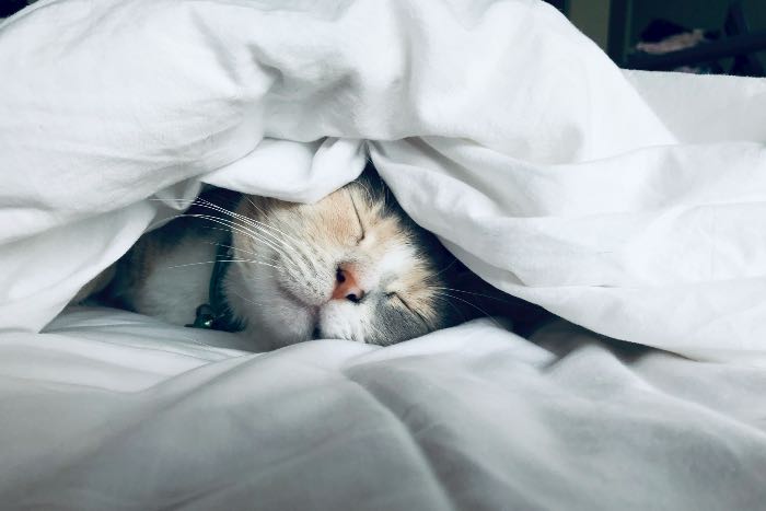 a photo of a kitten sleeping under the covers