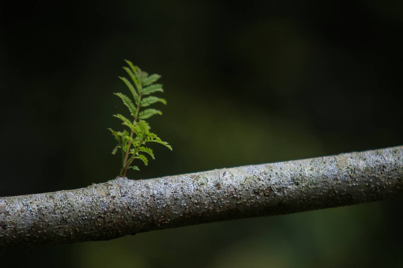a photo of a branch with new growth