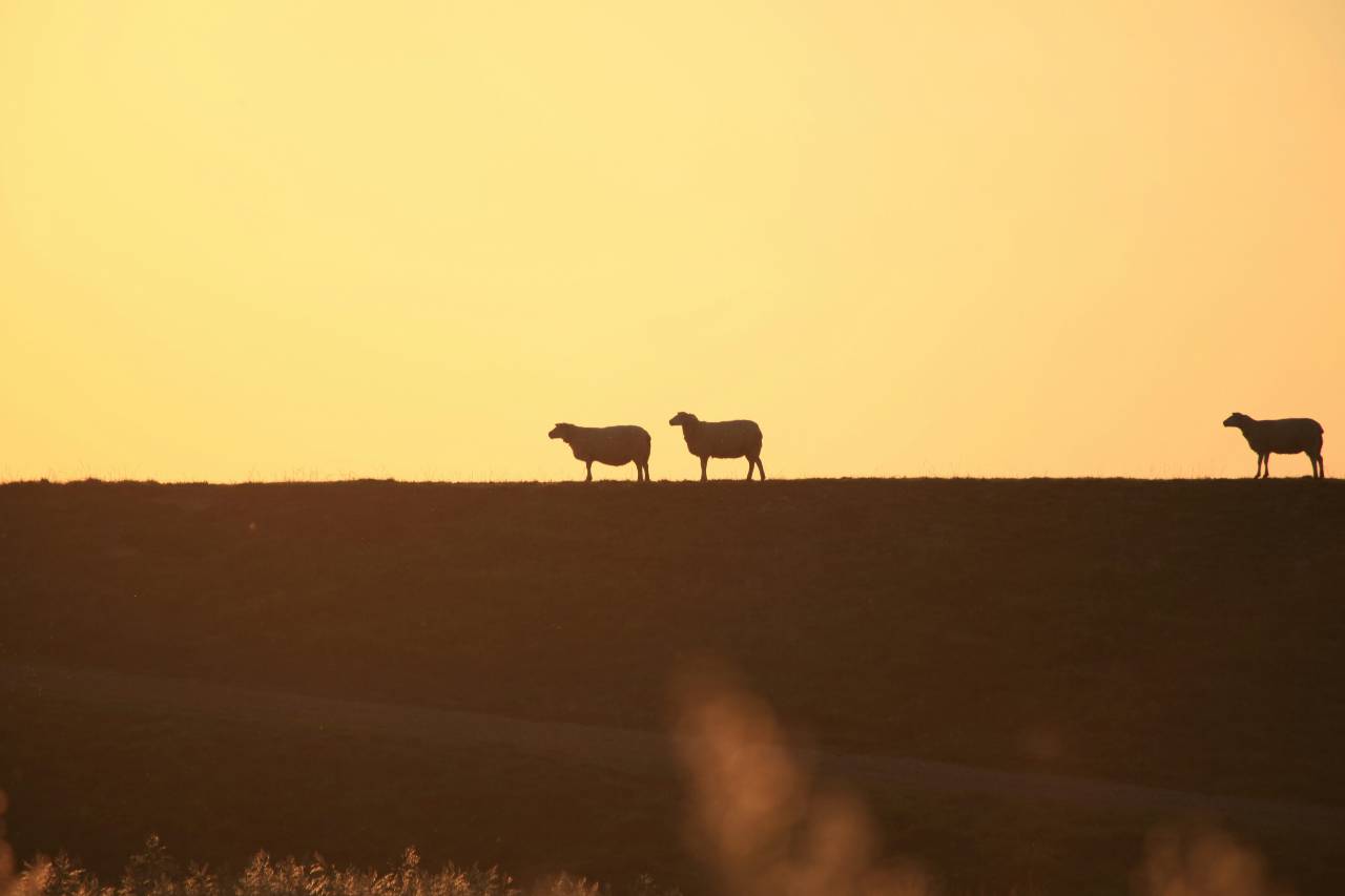 a photo of three sheep on the horizon