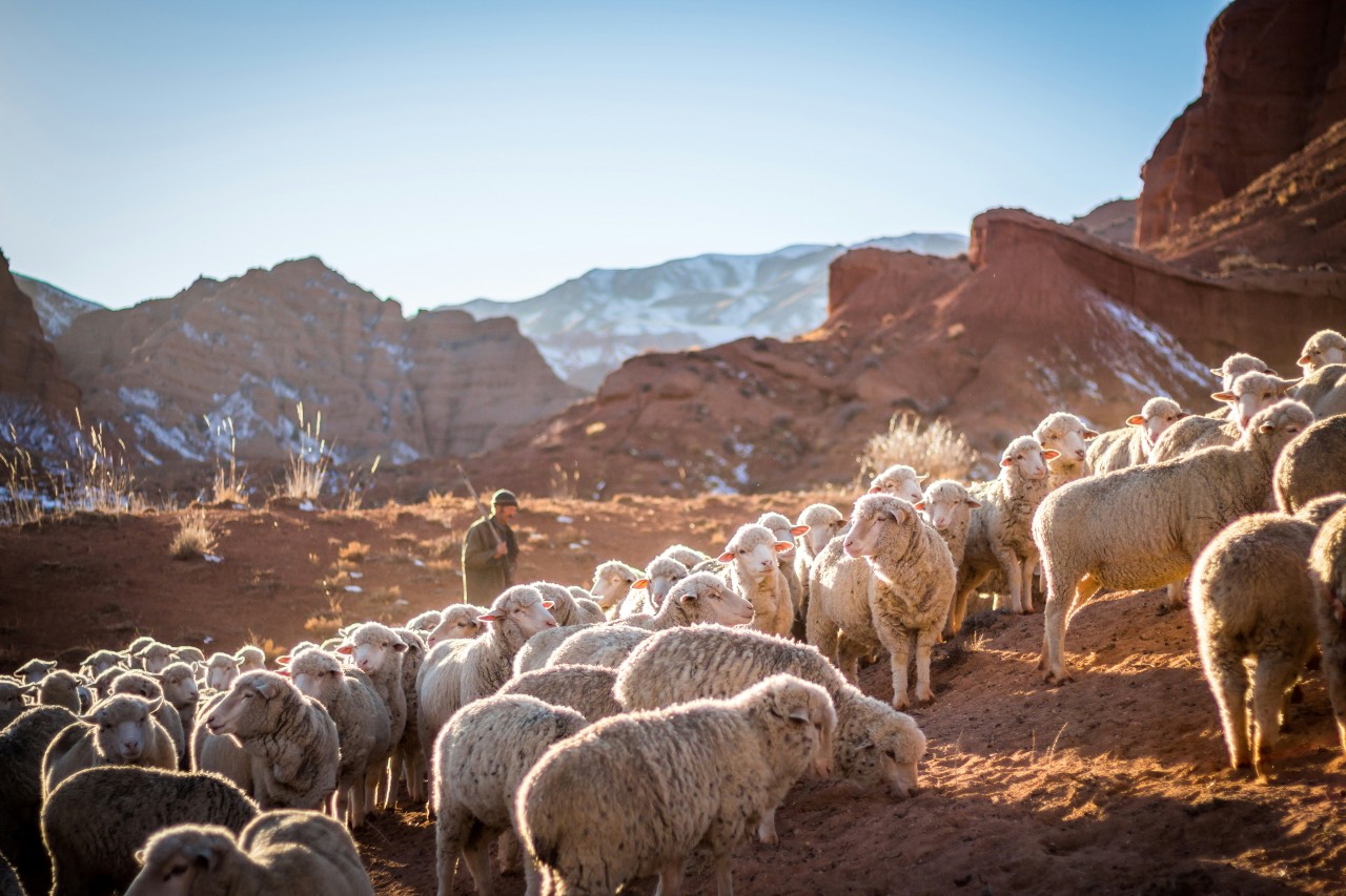 On the good shepherd—for Easter 4B