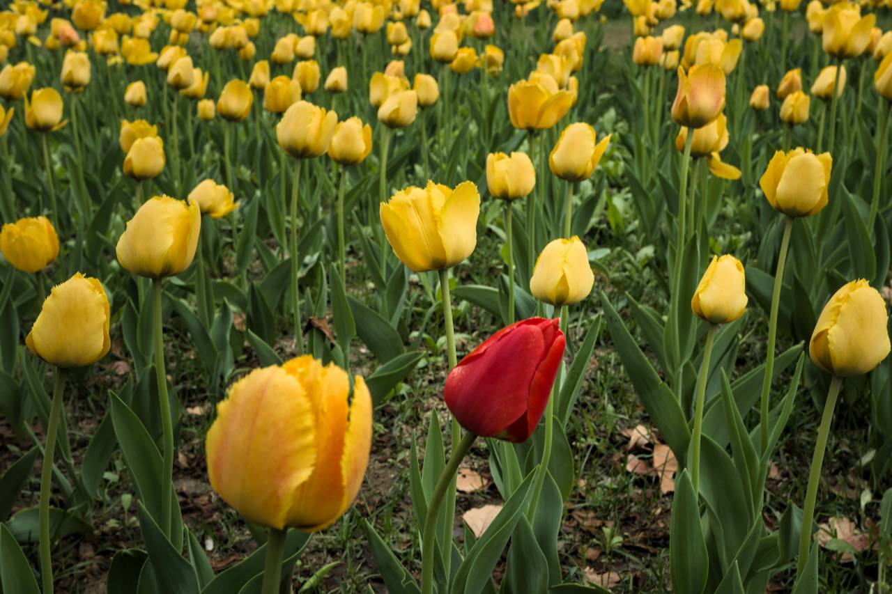 a photo of a field of yellow tulips and one red one.