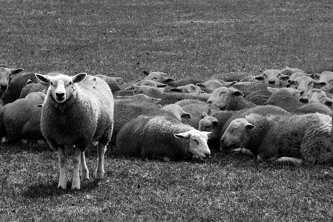 a picture of sheep laying in the grass and one is standing.