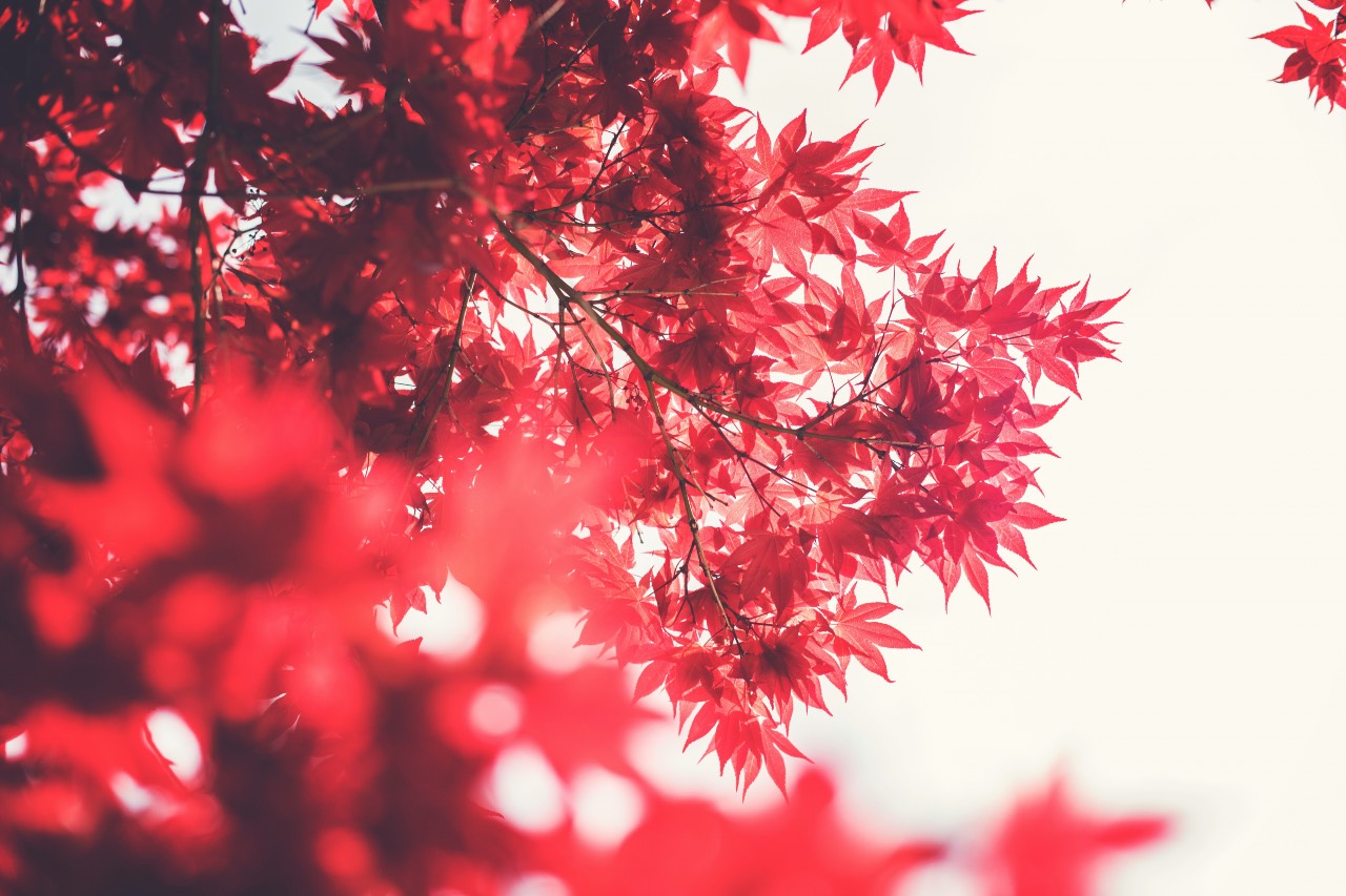 a photo of a tree full of red leaves