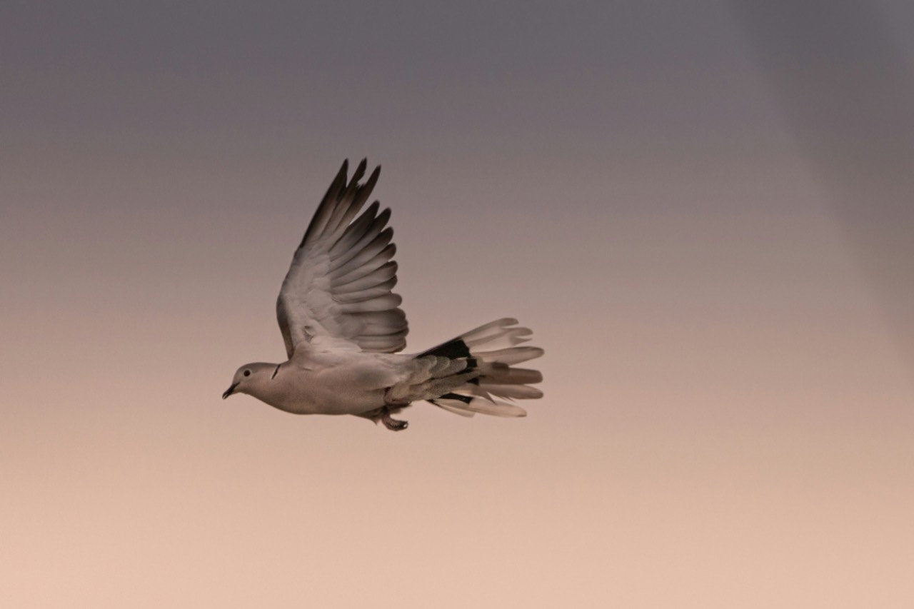 a photo of a dove flying