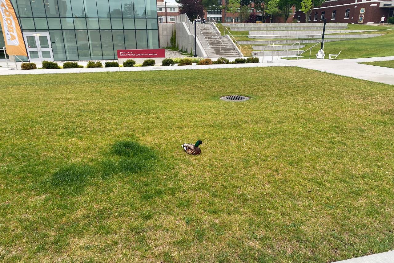 a photo of a duck in a patch of grass outside of a new glass-fronted building.