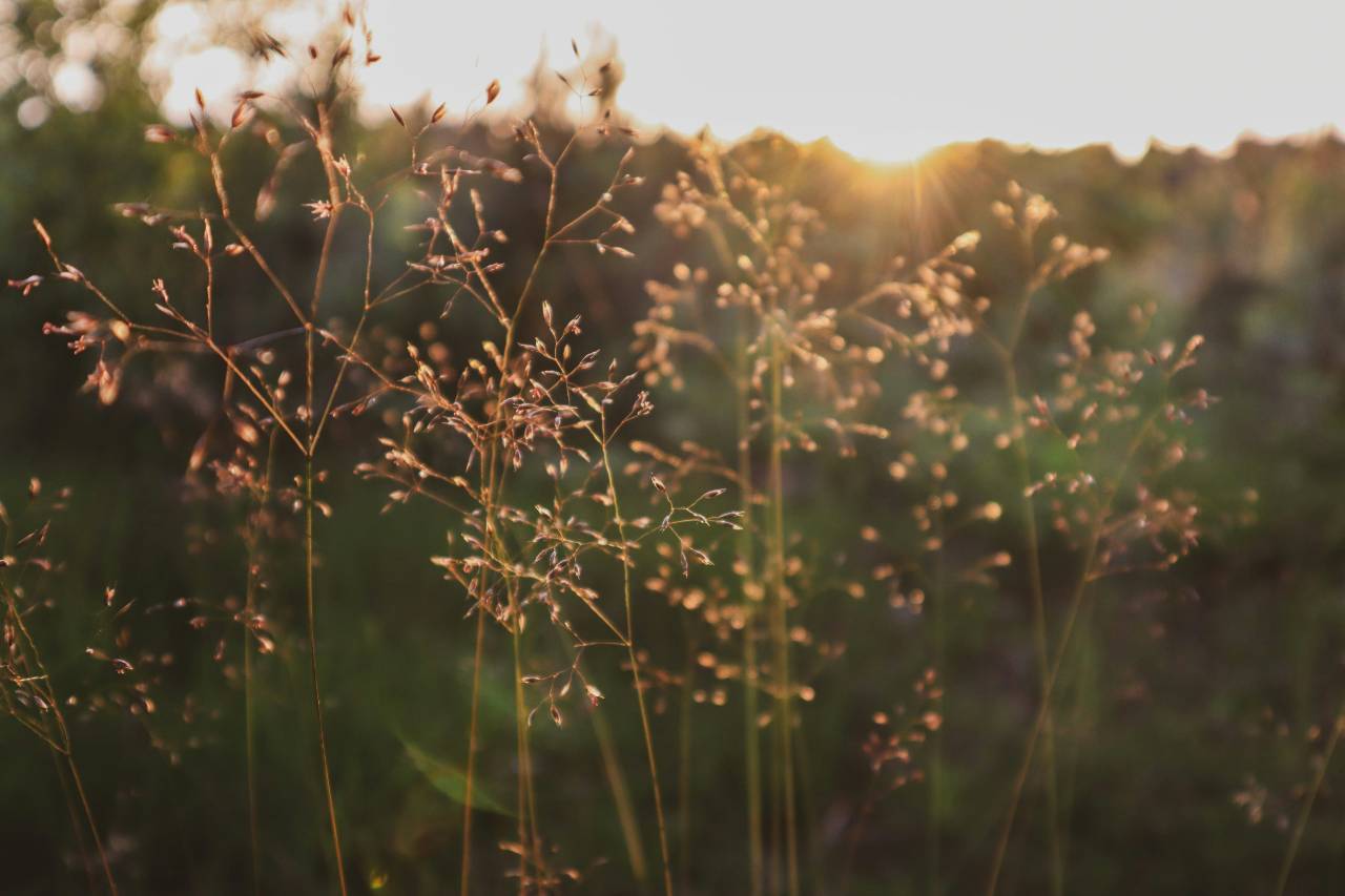 a photo of plants in a field