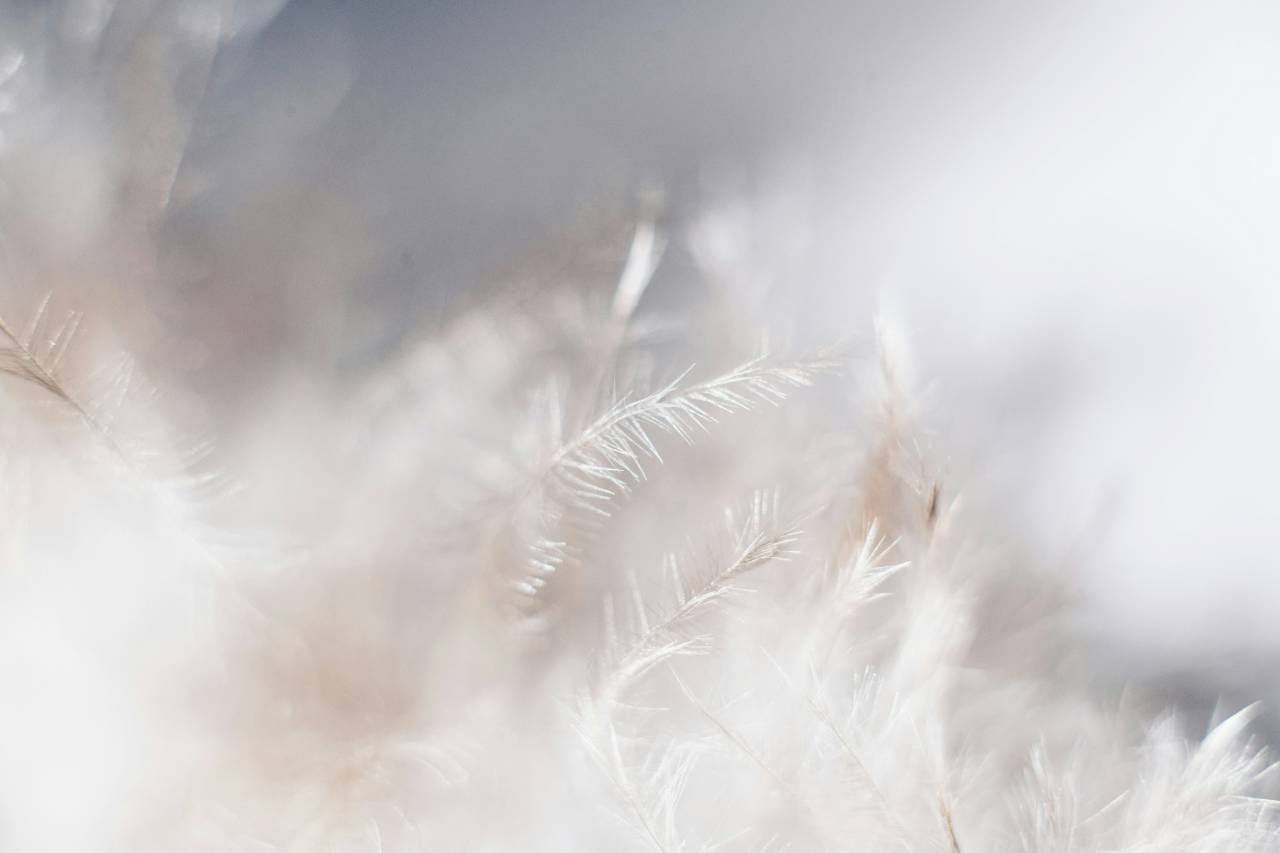 a closeup of white leaves, looking like feathers