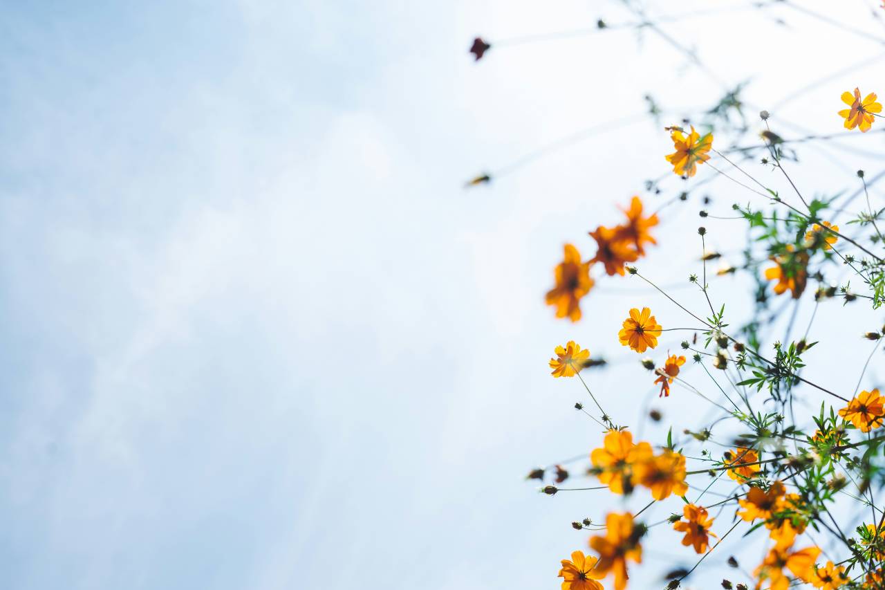 flowers and sky