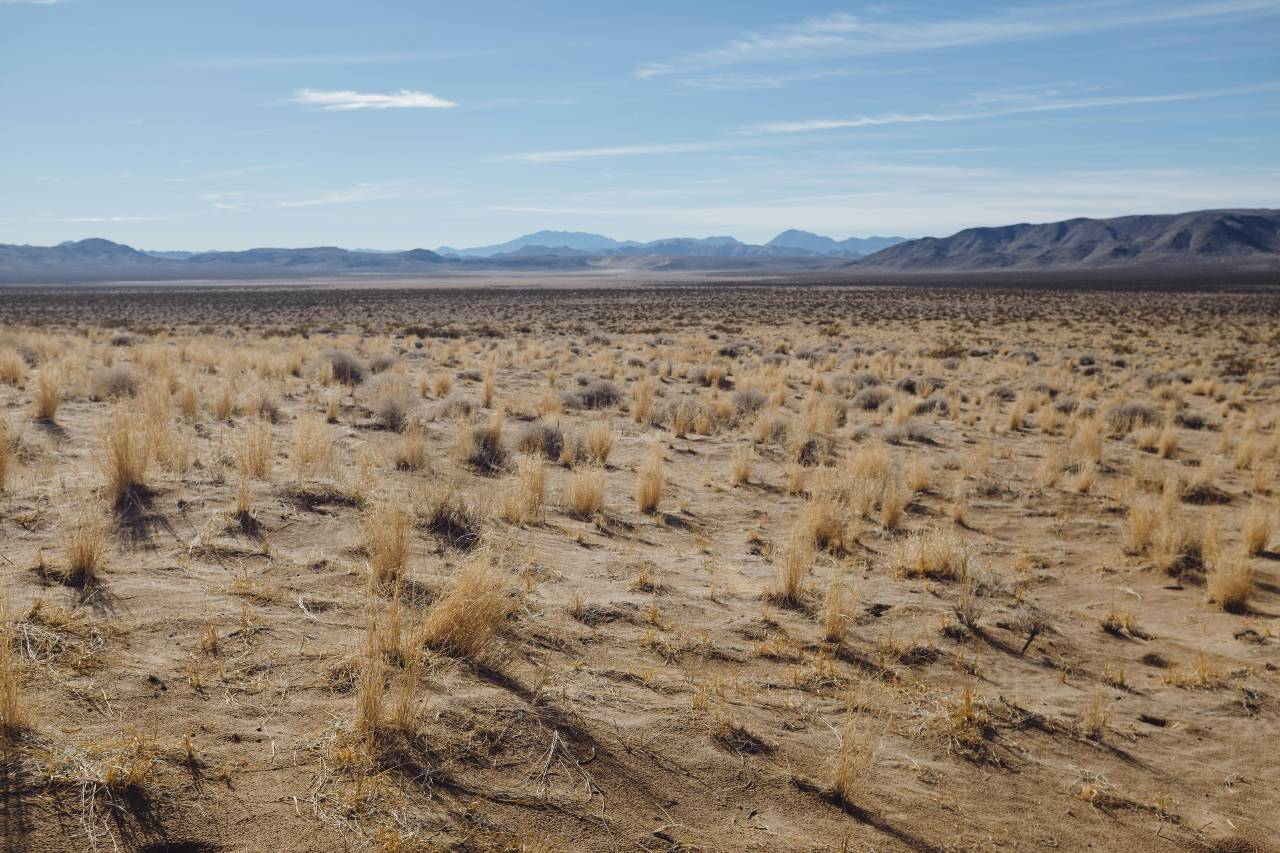 tufts of grass in a desert