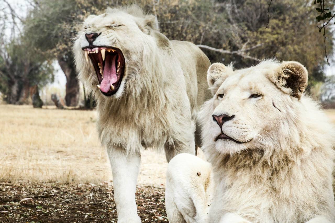 Two white lions