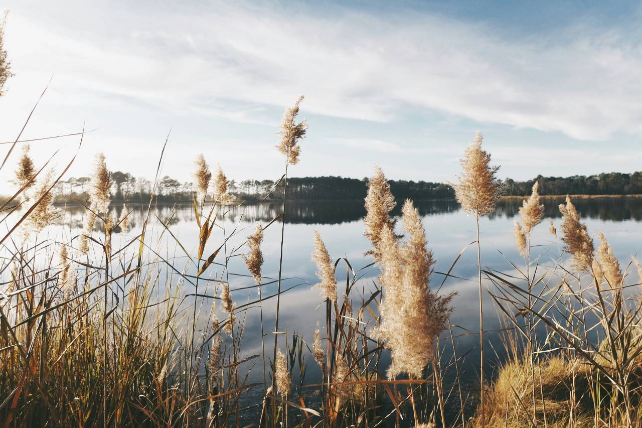 a lake, cattails, view