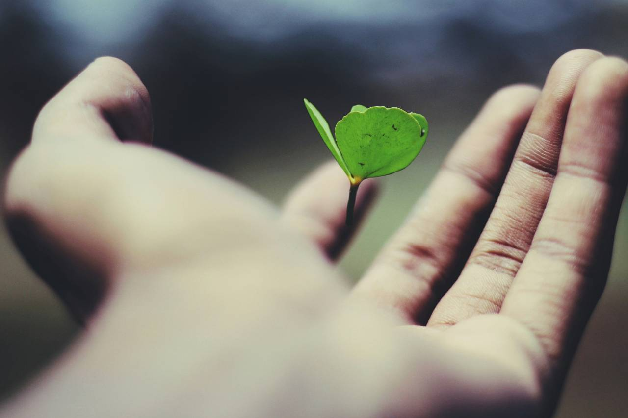 a green leaf floating above a hand