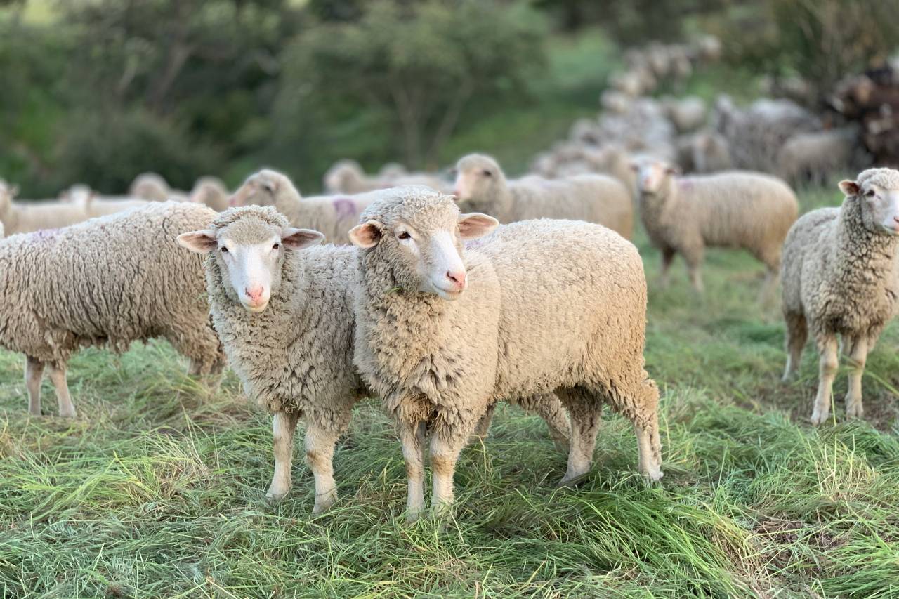 sheep in a field