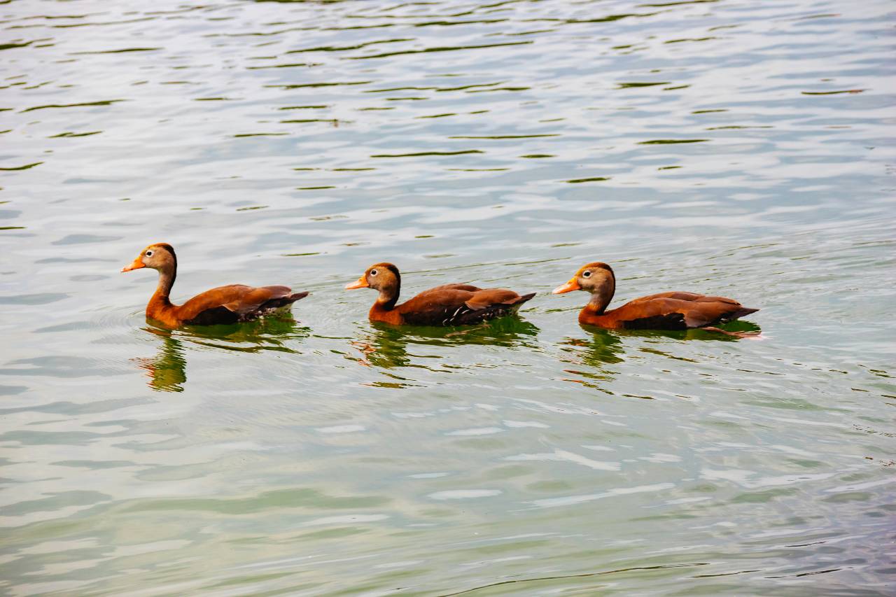 three ducks swimming