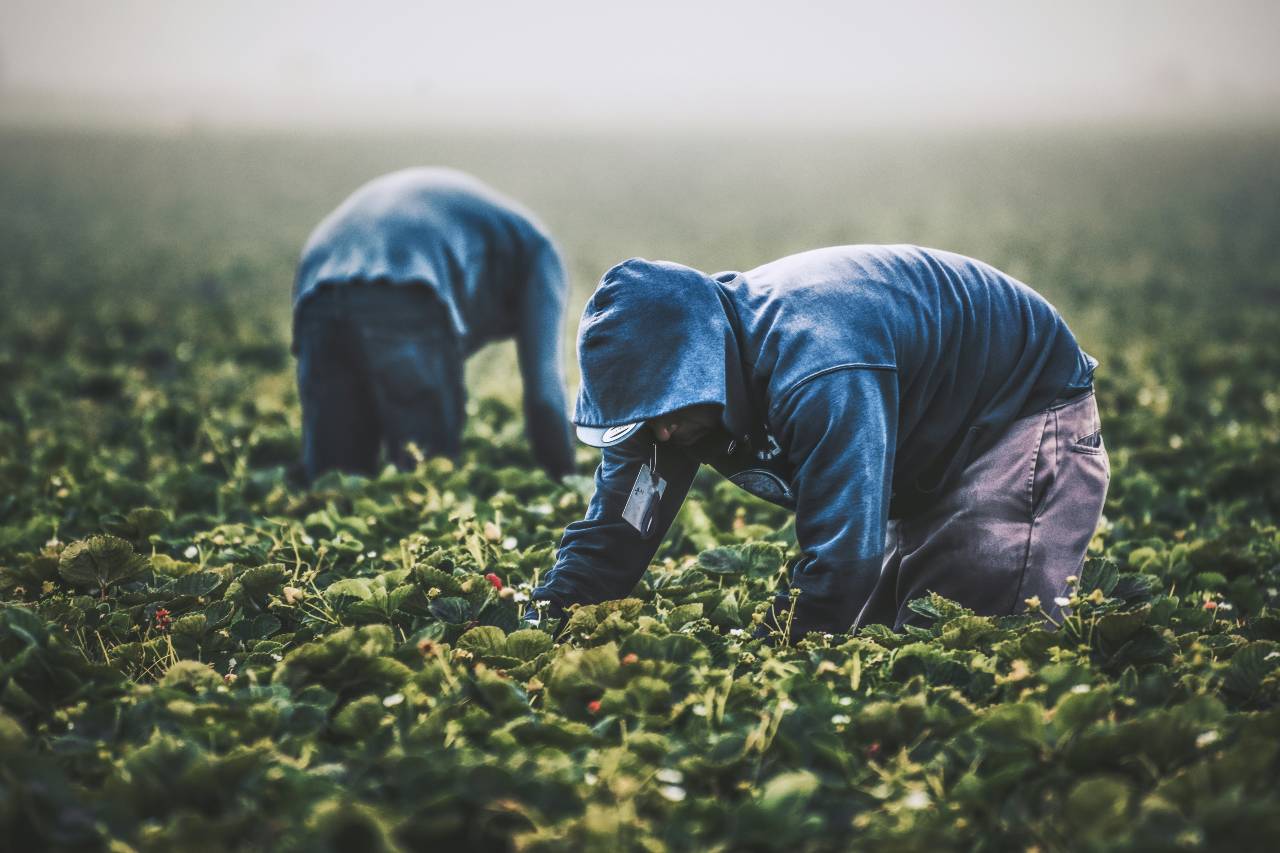 people laboring in a field