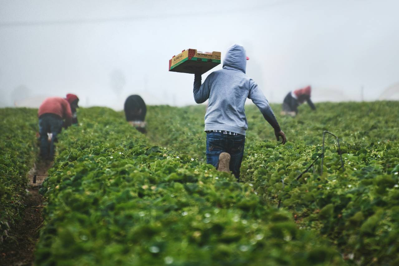 laborers in a field