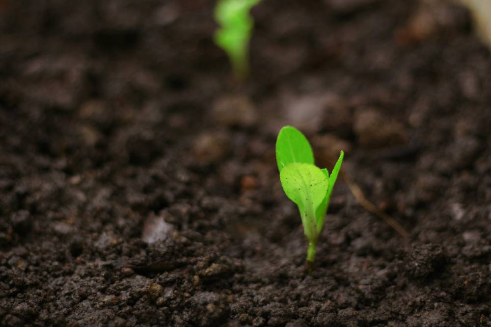 a seedling breaking through the soil