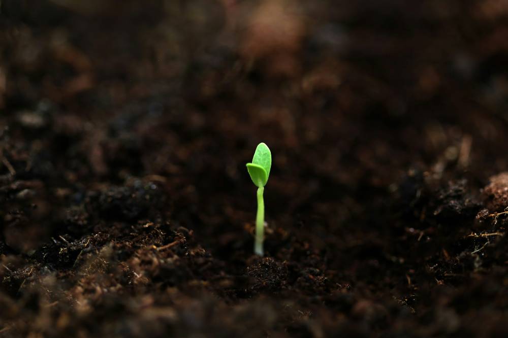 a seed sprouting through soil