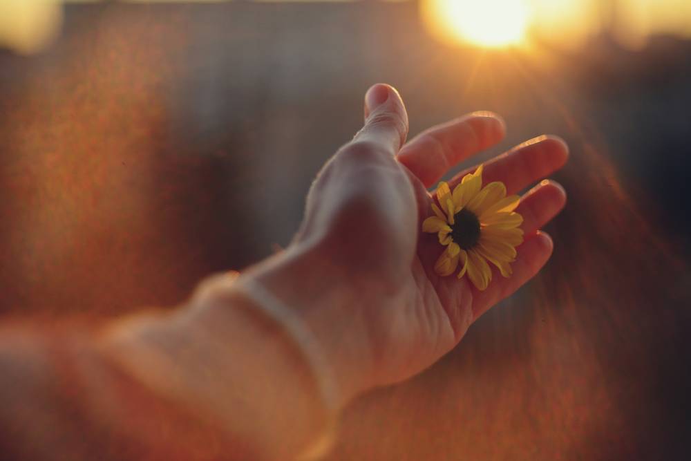 a hand with a sunflower in it